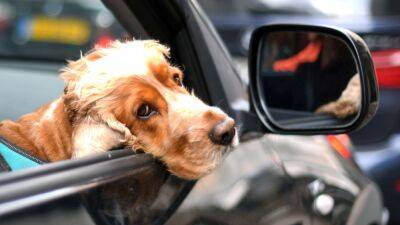 Во Флориде собакам запретят выглядывать из окон автомобилей - autocentre.ua - Сша - штат Флорида