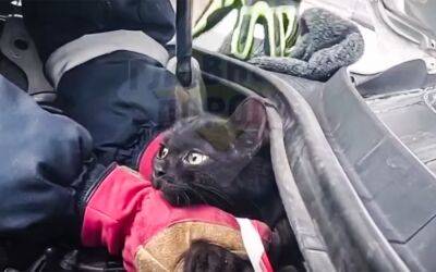 Черный кот забрался под капот — его пришлось спасать (видео) - zr.ru - Москва - Россия