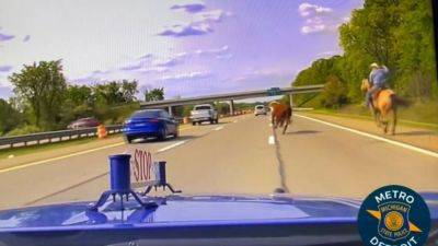 Ничто так не говорит об Америке как ковбой, ловящий быка на шоссе - autocentre.ua - штат Мичиган